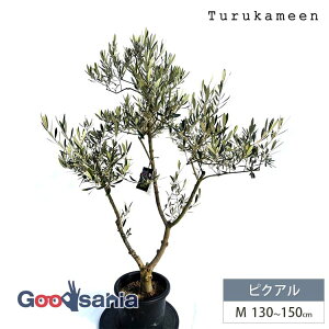 �ߋT�� �I���[�u�̖� �s�N�A�� Medium (��130~150cm) ( �I���[�u M�T�C�Y �~�f�B�A�� 8�� �ϗt�A�� ���A�� �c�� ��� �A�� �V���{���c���[ �K�[�f�j���O �ډB�� �M�t�g ���j�� ��Ύ� )