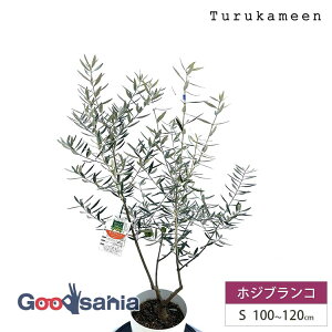 ߋT I[u̖ zWuR Small (100~120cm) ( I[u STCY X[ 7 ϗtA A c  A V{c[ K[fjO ډB Mtg j Ύ )