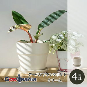 POSH LIVING Aؔ A[ovc|bg 4 N[ 81137 ( |bVrO A  vc|bg O[|bg |bg 4 \bh y vX`bN A O[ Ce