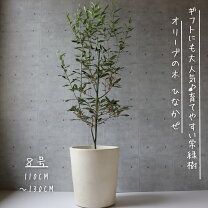 楽天市場】オリーブ ひなかぜの通販 
