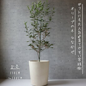 オリーブの木 観葉植物 オリーブ 鉢植え 8号 寒さ暑さに強い 耐寒温度-5度 観葉植物 ギフト お祝い にも人気♪ 開店祝い 観葉植物 新築祝い シンボルツリー にも ひなかぜ