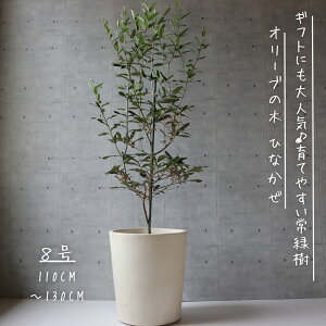 I[u̖ ϗtA I[u A 8 ɋ ϊx-5x ϗtA Mtg j ɂlC JXj ϗtA Vzj V{c[ ɂ ЂȂ
