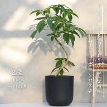 楽天市場】ツピタンサスの通販