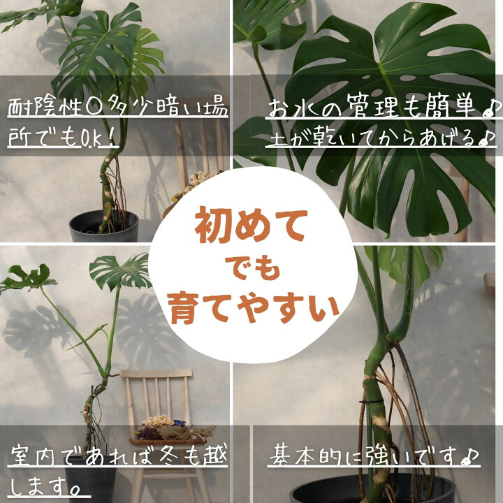楽天市場】モンステラ 8号 幹立ち モンステラ 観葉植物 モンステラ 