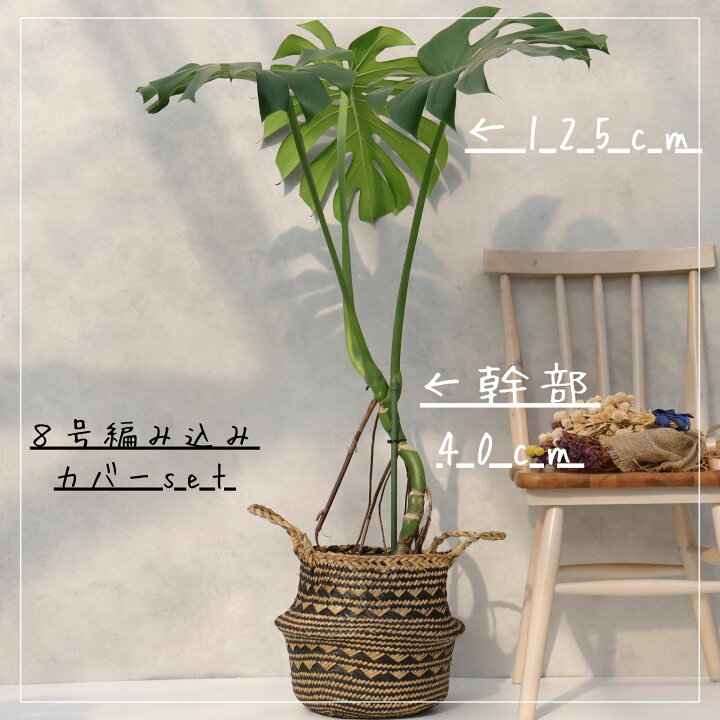 楽天市場】モンステラ 8号 幹立ち モンステラ 観葉植物 モンステラ 