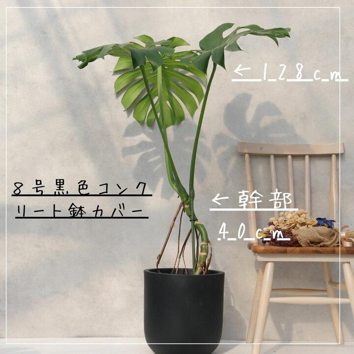 楽天市場】モンステラ 8号 幹立ち モンステラ 観葉植物 モンステラ 