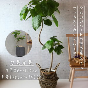 tBJX Ex[^ Ȃ  d S̖ j Mtg JXj bsO  ϗtA v[g  Ε MѐA Iׂ 8d 7