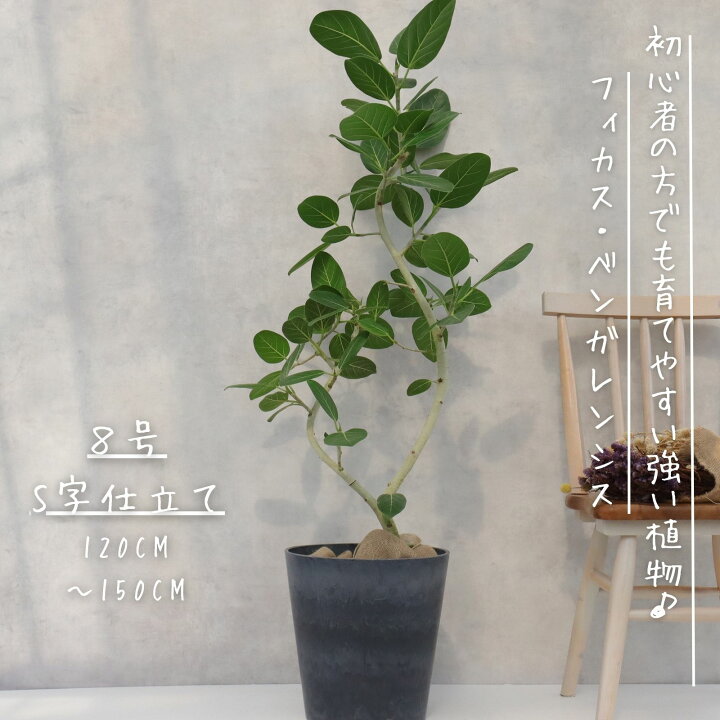 楽天市場】フィカス ベンガレンシス 曲がり S字 仕立て ゴムの木 