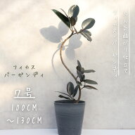 【鹿児島県指宿産】 フィカス バーガンディ 曲がり 仕立て 7号 8号　クロゴム ゴムの木 お祝い ギフト 開…
