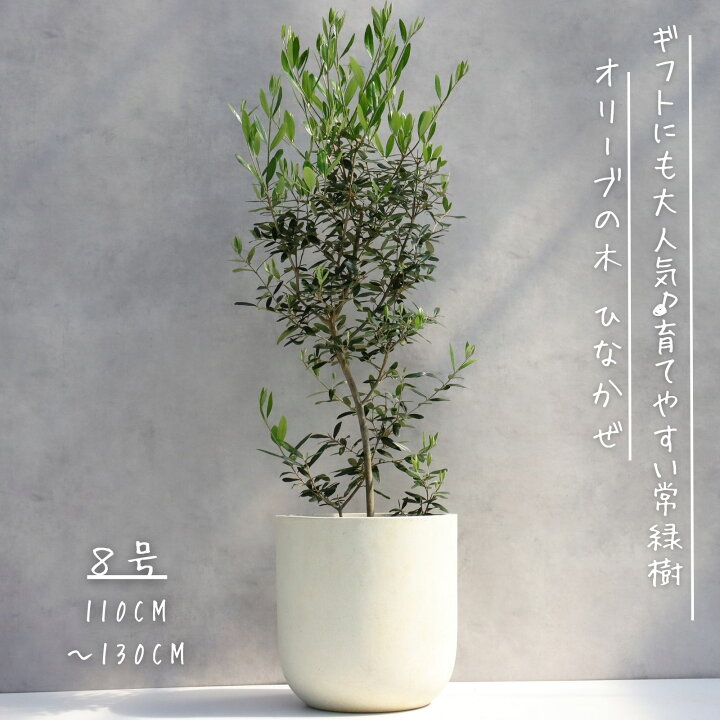 楽天市場】オリーブの木 観葉植物 オリーブ 鉢植え 8号 寒さ暑さに強い 