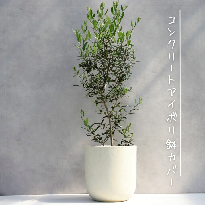 楽天市場】オリーブの木 観葉植物 オリーブ 鉢植え 8号 寒さ暑さに強い 