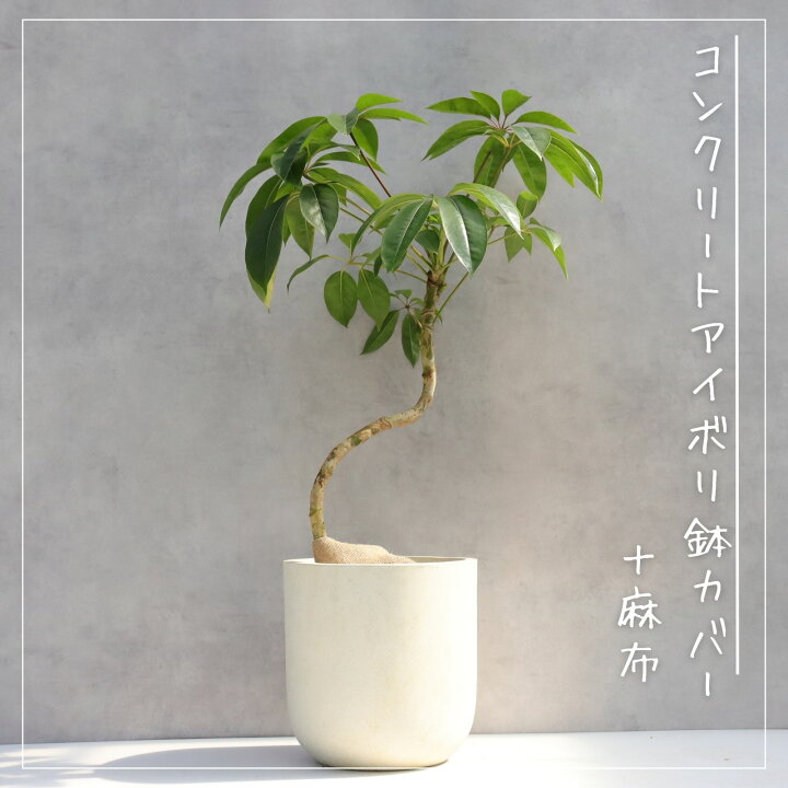 楽天市場】ツピタンサス シェフレラ・ピュックレリ 8号 曲がり仕立て 
