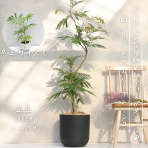 楽天市場】エバーフレッシュ（高さ（植物）71 ～ 130.9cm）（花・観葉 
