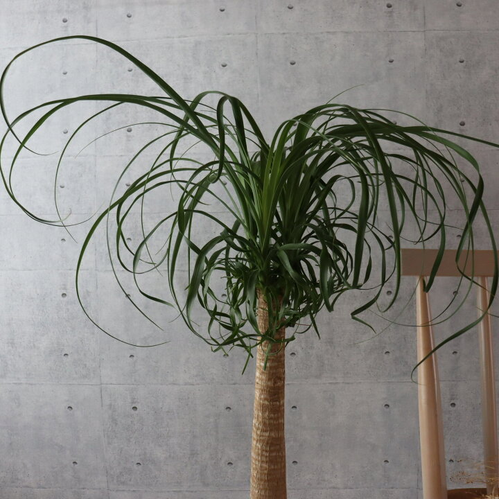 楽天市場】希少美形120cm トックリラン ポニーテール ノリナ 観葉植物 