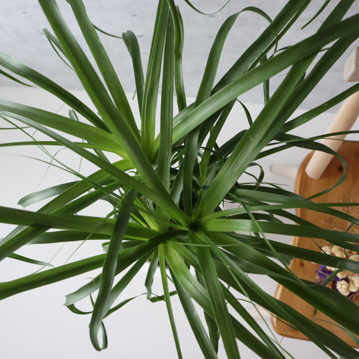 楽天市場】希少美形120cm トックリラン ポニーテール ノリナ 観葉植物 