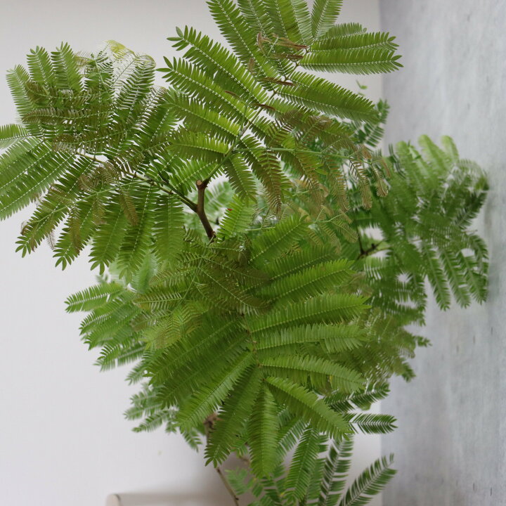 楽天市場】【バランス◎130cm】エバーフレッシュ 螺旋 曲がり 観葉植物 