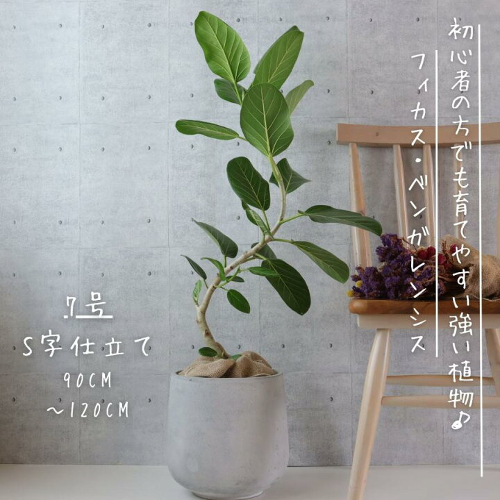 楽天市場】フィカス ベンガレンシス 曲がり S字 仕立て ゴムの木 