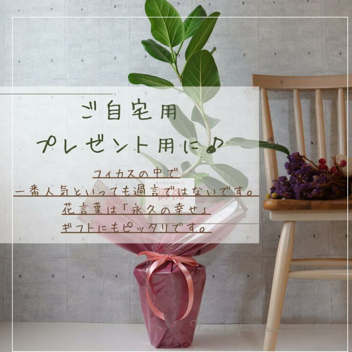 楽天市場】フィカス ベンガレンシス 曲がり S字 仕立て ゴムの木 