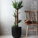 【縁起の良い 観葉植物】ユッカ エレファンティペス 8号 ユッカ 観葉植物 ギフト 開店祝い 観葉植物 新築祝い