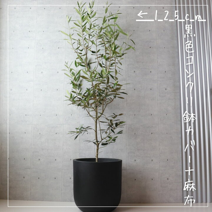 楽天市場】オリーブの木 観葉植物 オリーブ 鉢植え 8号 寒さ暑さに強い 