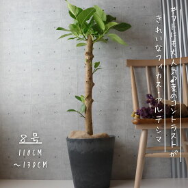フィカス アルテシマ 朴もの 仕立て8号 アルテシーマ 観葉植物 お祝い ギフト 開店祝い ラッピング 無料 観葉植物 プレゼント ねじりパキラ 観葉植物 お中元 お歳暮 熱帯植物 大型 フィカス アルテシーマ