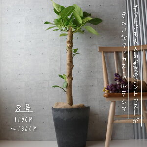 tBJX AeV} p d8 AeV[} ϗtA j Mtg JXj bsO  ϗtA v[g ˂pL ϗtA  Ε MѐA ^ tBJX 