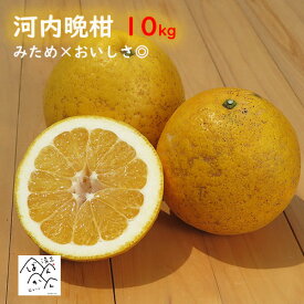 河内晩柑 訳あり10kg M-3L みため×おいしさ◎ 箱買い お取り寄せ 生産農家から産地直送 セール 【かわちばんかん愛媛県愛南町産】【送料無料※北海道・沖縄は除く】