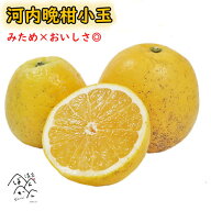 【5/20は全商品P10倍】河内晩柑 訳あり小玉 S M 5kg 10kg みため×おいしさ◎ プリプリ食感とあっさりと…