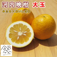【8月☆エントリーでポイント10倍】30％OFF 河内晩柑 訳あり大玉 3L以上 食べごたえバツグン 5kg 9kg 18k…