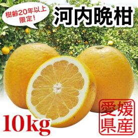 プレミアム河内晩柑 樹齢20年以上限定！訳あり10kg ワンランク上の味 箱買い お取り寄せ 生産農家直送 セール 愛媛県愛南町産 送料無料※北海道・沖縄は除く