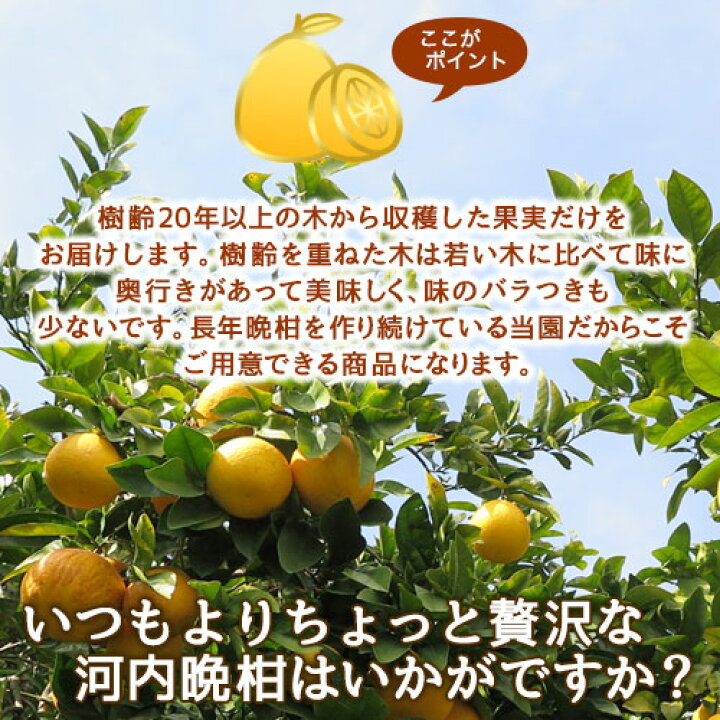 楽天市場】【セール期間中10%OFF】プレミアム河内晩柑【樹齢20年以上 