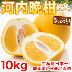 河内晩柑 訳あり10kg M-3L みため×おいしさ◎ 箱買い お取り寄せ 生産農家から産地直送 セール 【かわちばんかん愛媛県愛南町産】【送料無料※北海道・沖縄は除く】