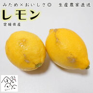 レモン みため×おいしさ◎【選べる内容量2kg～10kg】 訳あり 生産農家直送【防腐剤 ワックス不使用】安…