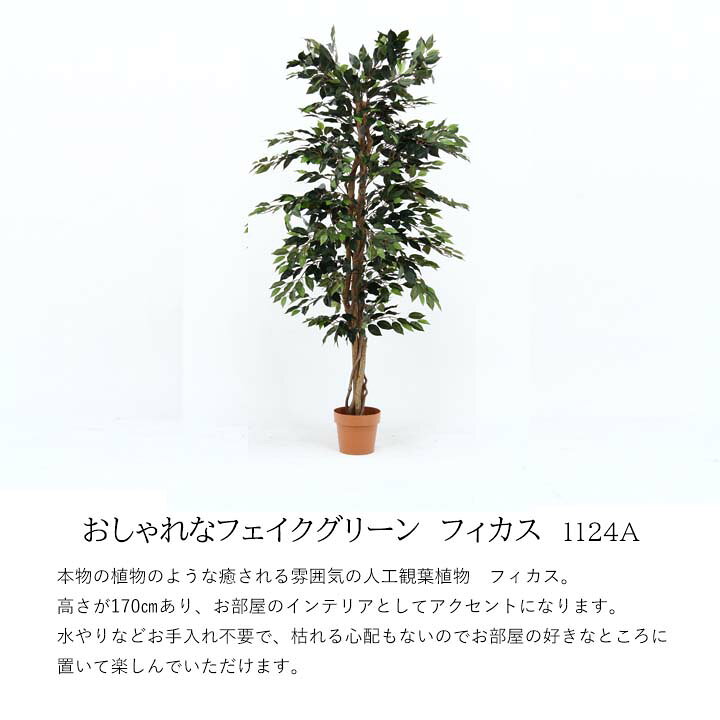 楽天市場】【送料無料】フェイクグリーン フィカス 1124A[fbc] 幅90x 