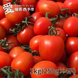 甘いトマト うるるんトマト 1kg トマト 野菜 1キロ ミニトマト 甘い とまと 新鮮 美味しいトマト 四国 愛媛 トマト1kg やさい お野菜 西予 新鮮野菜 えひめ せいよ ギフト 贈り物 旬の野菜 誕生日 御礼 お見舞い 野菜ギフト 安心 安全 フローラルクマガイ【くまさん農園】