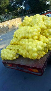 ܁@bV@lbg gERVp ҂ obO ^ bVobO O[vt[cp ʕ ؗp ʋC