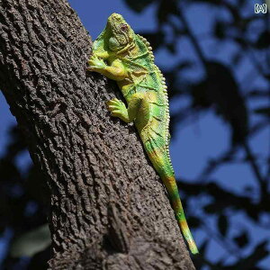 @@fBXvC V~[V gJQ  ঒ނ   K[fjO gJQ y_g