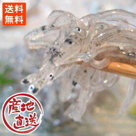 産地直送 生しらす しらす シラス 静岡 静岡産 白飯 100g×2パック 冷凍便 送料無料 同梱不可 ポイント消化