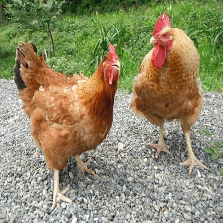 楽天市場 鶏頭 鳥頭 1kg 親鳥 親鶏 ひね鳥 国産 国産鶏 業務用 犬 愛犬 大型犬 関鶏肉店 楽天市場 鶏頭 鳥頭 1kg 親鳥 親鶏 ひね鳥 国産 国産鶏 業務用 犬 愛犬 大型犬 関鶏肉店