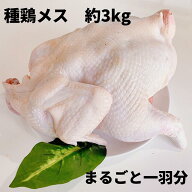 種鶏 種鶏メス 中抜き 約3kg 国産 国産鶏 ひね鳥 かしわ 業務用 とりにく 鳥肉 とり肉 冷凍