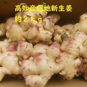 【送料無料】高知産 露地新生姜 約2kg 家庭用 産地直送 北海道沖縄は、送料1300円ご負担おねがいします。9月初旬ごろより入荷次第順次発送いたします。よろしくお願いいたします。