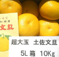 【送料無料】【先行予約】高知産　土佐文旦 5Lサイズ　約10～9，5Kg　超大玉　12玉前後入り　　家庭用　…