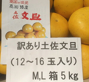 1月下旬発送予約／ 文旦 土佐文旦 糖度12度 高知県産 減農薬 約10kg 