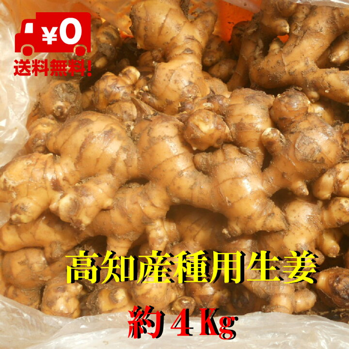 楽天市場】【送料無料】【日にち指定不可】高知産囲い生姜 種用食用 種  