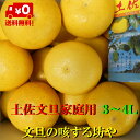 【送料無料】高知産土佐文旦大玉3L約10Kg　18玉前後　家庭用　北海道沖縄は送料600円のご負担お願いします。【気温が上がり果汁が少ない文旦が混じるや輸送中に...