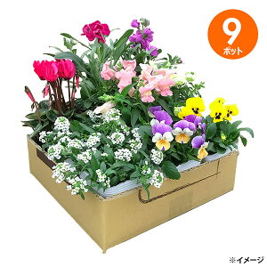 yzywszG߂̂Ԃ܂9|bg ԕc Zbg K[fjOyEzsz