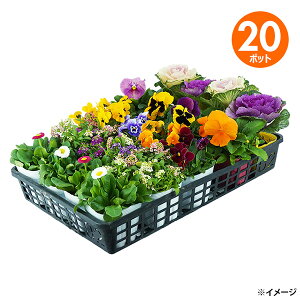 yzywszG߂̂Ԃ܂20|bg ԕc Zbg K[fjOyEzsz