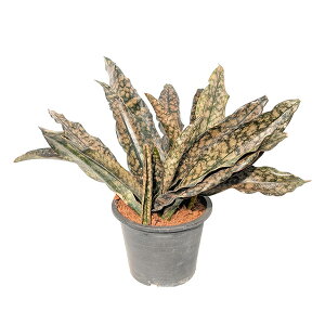 yzywszTXxA LL[uE ϗtA  yEzsz