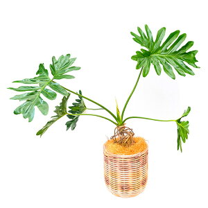 yzywsztBfh Z[ 6oXPbg PPJS ϗtA  yEzsz