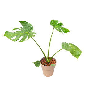 【直送】【日時指定不可】斑入りモンステラ プラ鉢 観葉植物 おしゃれ 室内【沖縄・離島配送不可】